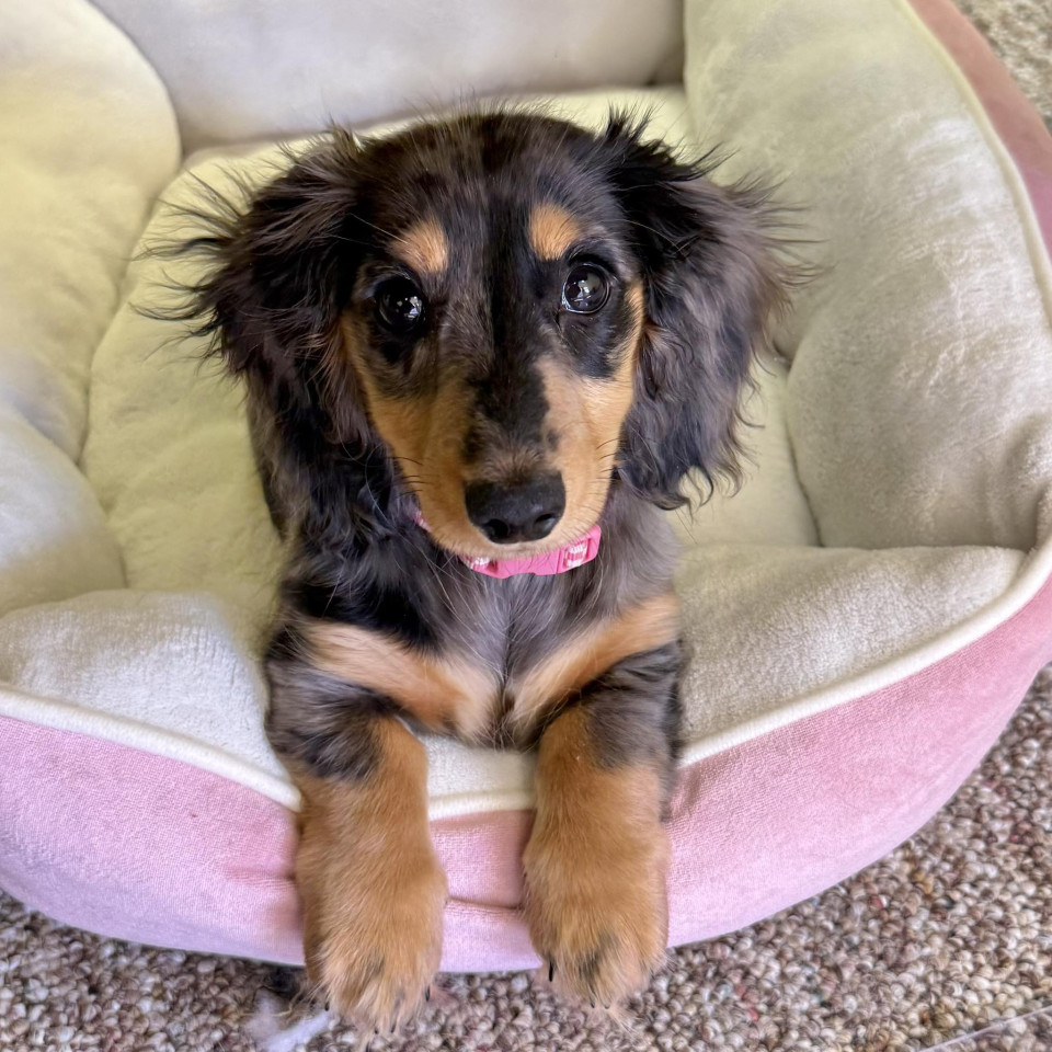olive dog